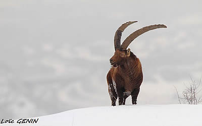 Loïc Genin photographe