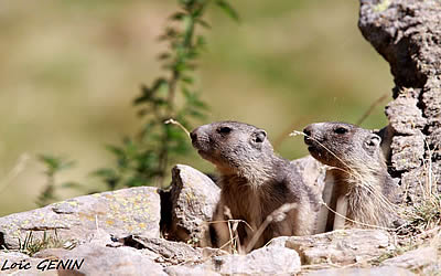 Loïc Genin photographe