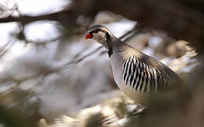Loïc Genin photographe