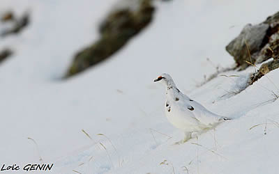 Loïc Genin photographe