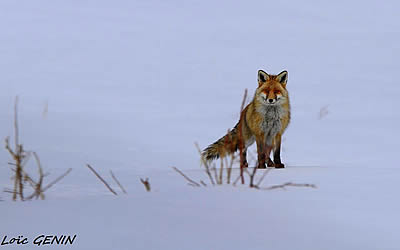 Loïc Genin photographe