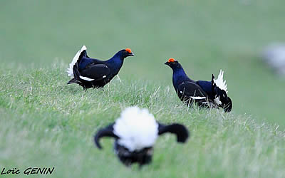 Loïc Genin photographe